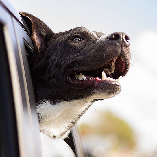 pet-dental-health_543