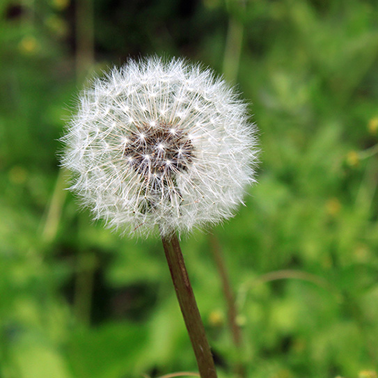 Seasonal-Allergies-And-Dental-Health_543