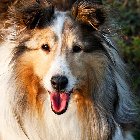 Take-Care-Of-Pets-Smile-2017_543