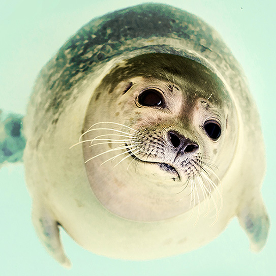 The-Coolest-Teeth-In-The-Animal-Kingdom_543